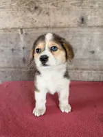 Female , a male Pembroke Welsh Corgi for sale in Vermontville, MI – 4 of 7