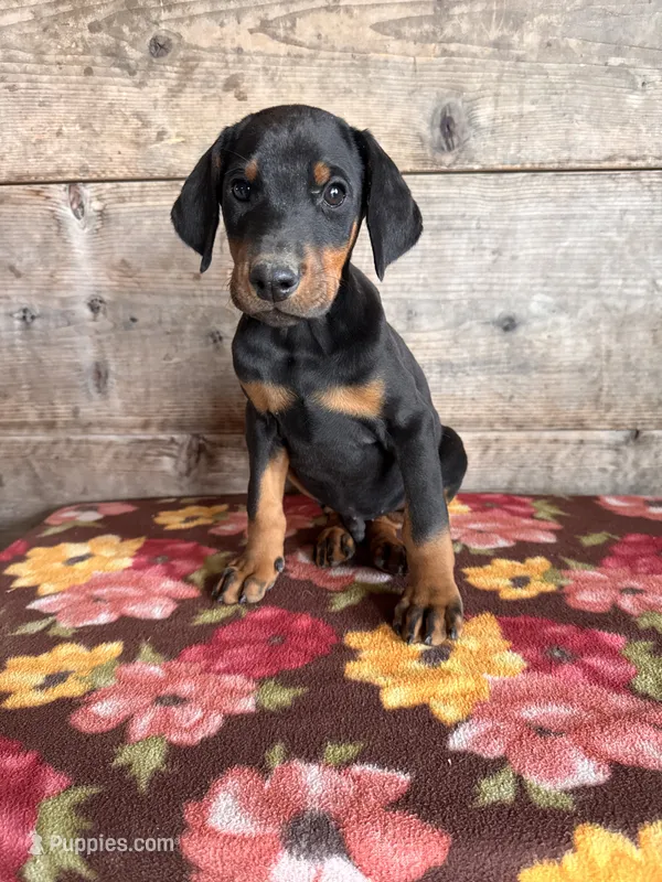Male  – Doberman Pinscher puppy for sale in Vermontville, MI