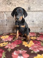 Male , a female Doberman Pinscher for sale in Vermontville, MI – 1 of 3