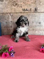 Male , a male Miniature Bernedoodle for sale in Vermontville, MI – 3 of 5
