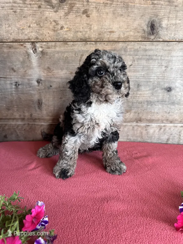 Male  – Miniature Bernedoodle puppy for sale in Vermontville, MI
