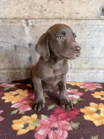 Female , a female Labrador Retriever for sale in Vermontville, MI – 2 of 7