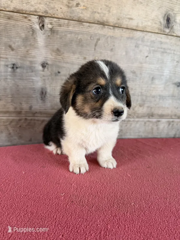 Male  – Pembroke Welsh Corgi puppy for sale in Vermontville, MI