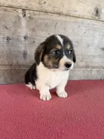 Male , a male Pembroke Welsh Corgi for sale in Vermontville, MI – 1 of 7