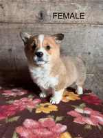 Female 1, a female Pembroke Welsh Corgi for sale in Vermontville, MI – Photo 3 of 5