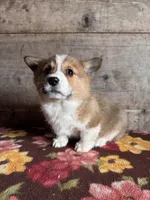 Female 1, a female Pembroke Welsh Corgi for sale in Vermontville, MI – Photo 4 of 5