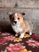 Female 1, a female Pembroke Welsh Corgi for sale in Vermontville, MI – Photo 5 of 5