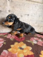 Female , a female Miniature Dachshund for sale in Vermontville, MI – 4 of 7
