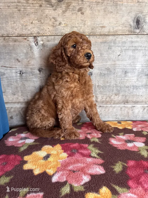 Female  – Miniature Goldendoodle puppy for sale in Vermontville, MI