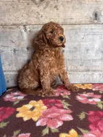 Female , a female Miniature Goldendoodle for sale in Vermontville, MI – 1 of 4