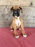Male , a male Boxer for sale in Vermontville, MI – 3 of 5