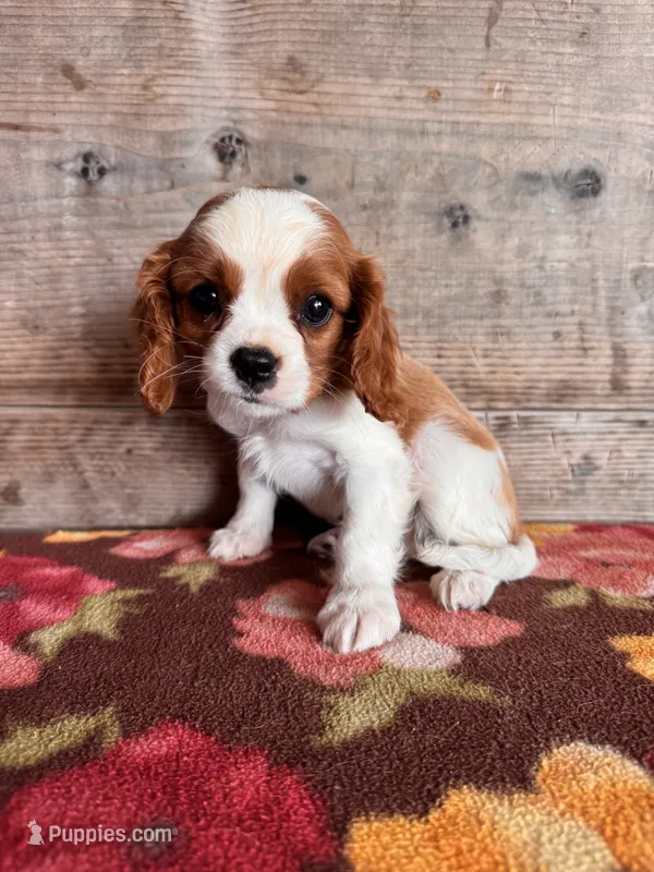 Male  – Cavalier King Charles Spaniel puppy for sale in Vermontville, MI