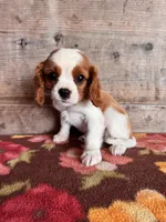 Male , a male Cavalier King Charles Spaniel for sale in Vermontville, MI – 2 of 3
