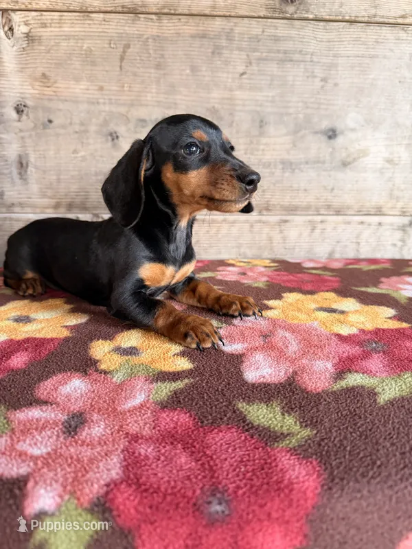 Male – Miniature Dachshund puppy for sale in Vermontville, MI
