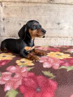 Male, a male Miniature Dachshund for sale in Vermontville, MI – 1 of 6