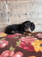 Female Long Hair , a female Miniature Dachshund for sale in Vermontville, MI – Photo 6 of 6