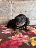 Female Long Hair , a female Miniature Dachshund for sale in Vermontville, MI – Photo 4 of 6