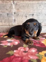 Female Long Hair , a female Miniature Dachshund for sale in Vermontville, MI – Photo 2 of 6