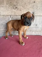 Male , a male Boxer for sale in Vermontville, MI – 3 of 3