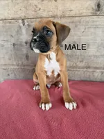 Male , a male Boxer for sale in Vermontville, MI – 2 of 5