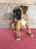 Male, a male Boxer for sale in Vermontville, MI – 3 of 3