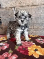 Female , a female Miniature Schnauzer for sale in Vermontville, MI – Photo 2 of 4