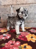 Female , a female Miniature Schnauzer for sale in Vermontville, MI – Photo 4 of 4