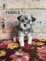 Female , a female Miniature Schnauzer for sale in Vermontville, MI – Photo 1 of 4