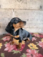 Male, a male Miniature Dachshund for sale in Vermontville, MI – 4 of 6