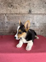 Male , a male Pembroke Welsh Corgi for sale in Vermontville, MI – 5 of 5