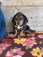 Female, a female Beagle for sale in Vermontville, MI – 2 of 6