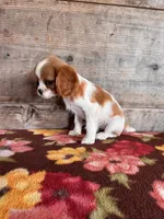 Female, a female Cavalier King Charles Spaniel for sale in Vermontville, MI – 3 of 4