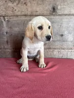 Female , a male Labrador Retriever for sale in Vermontville, MI – 5 of 5