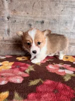 Female, a female Pembroke Welsh Corgi for sale in Vermontville, MI – 3 of 5