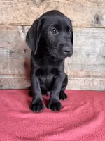 Male , a male Labrador Retriever for sale in Vermontville, MI – 3 of 3