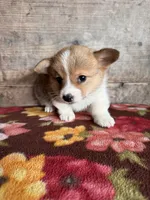 Male, a male Pembroke Welsh Corgi for sale in Vermontville, MI – 6 of 6