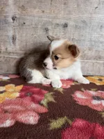 Male, a male Pembroke Welsh Corgi for sale in Vermontville, MI – 2 of 2