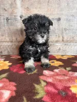 Female , a female Miniature Schnauzer for sale in Vermontville, MI – Photo 4 of 8