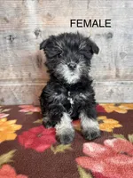Female , a female Miniature Schnauzer for sale in Vermontville, MI – Photo 1 of 8