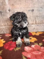 Female , a female Miniature Schnauzer for sale in Vermontville, MI – Photo 2 of 8