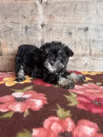 Female , a female Miniature Schnauzer for sale in Vermontville, MI – Photo 5 of 8