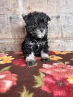 Female , a female Miniature Schnauzer for sale in Vermontville, MI – Photo 3 of 8