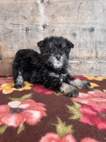 Female , a female Miniature Schnauzer for sale in Vermontville, MI – Photo 6 of 8