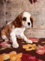 Male , a male Cavalier King Charles Spaniel for sale in Vermontville, MI – 2 of 4