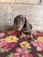 Female, a female Miniature Dachshund for sale in Vermontville, MI – 4 of 6
