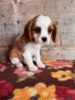 Male , a male Cavalier King Charles Spaniel for sale in Vermontville, MI – 4 of 4