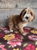 Male 2, a male Cockapoo for sale in Vermontville, MI – Photo 3 of 3