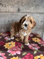 Male 2, a male Cockapoo for sale in Vermontville, MI – Photo 1 of 3