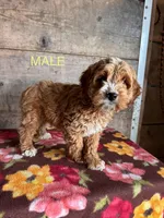 Male 2, a male Cockapoo for sale in Vermontville, MI – Photo 2 of 3