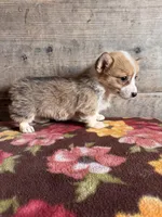Corgi, a female Pembroke Welsh Corgi for sale in Vermontville, MI – Photo 2 of 2